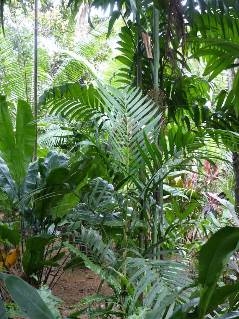 Pinanga dicksonii