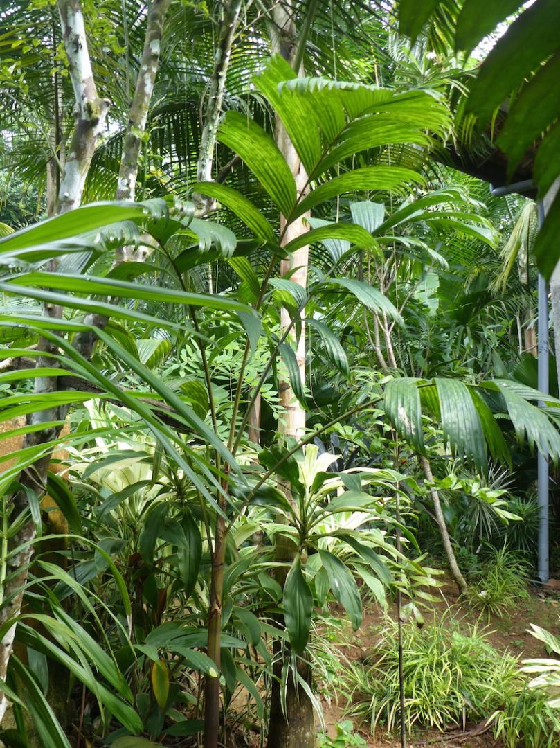 Pinanga copelandii