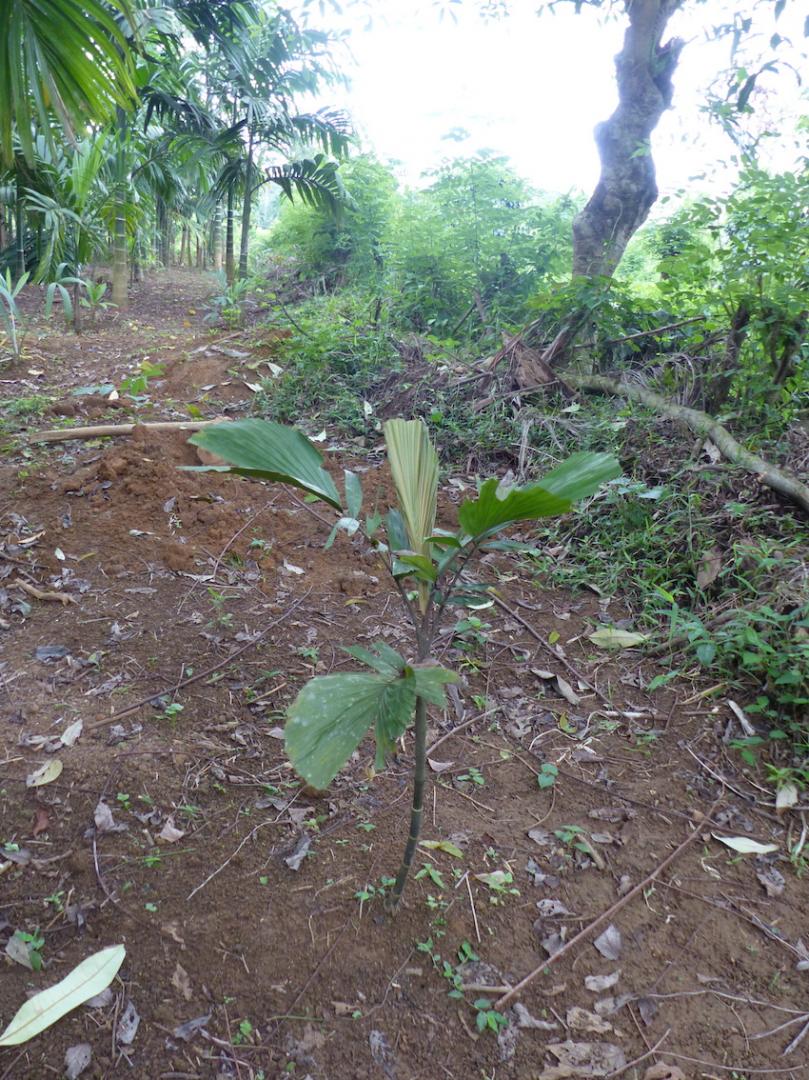 Hydriastele corner in Puwakwatta