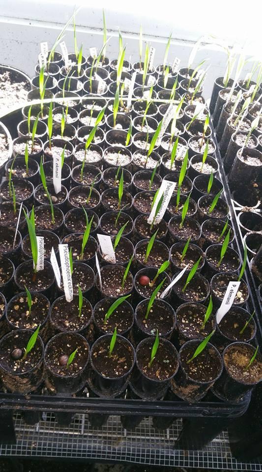 seedling trays for sale