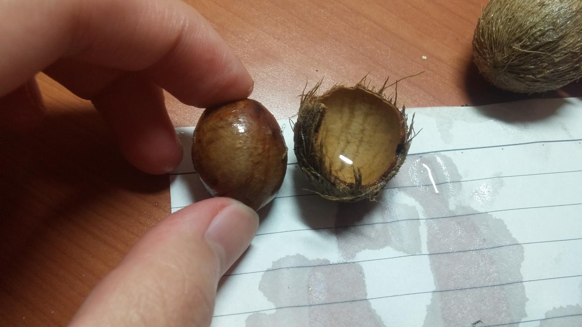 Pritchardia schattaueri germination & other seeds