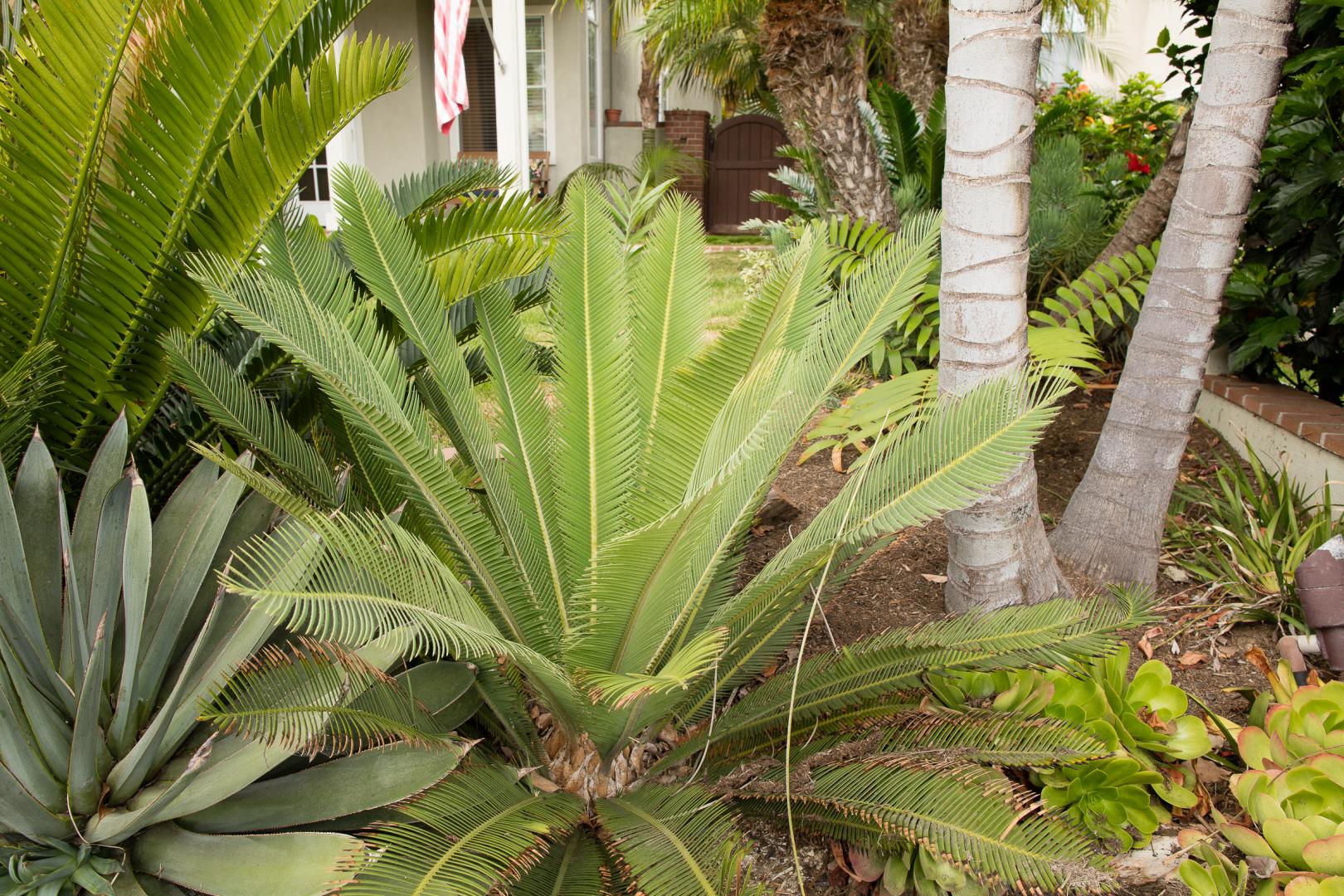 Dioon with cone ID
