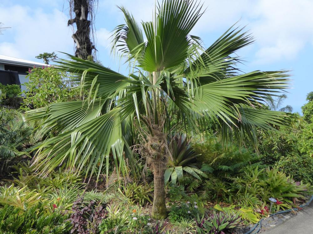 Pritchardia shattauerii, 3-'17.JPG