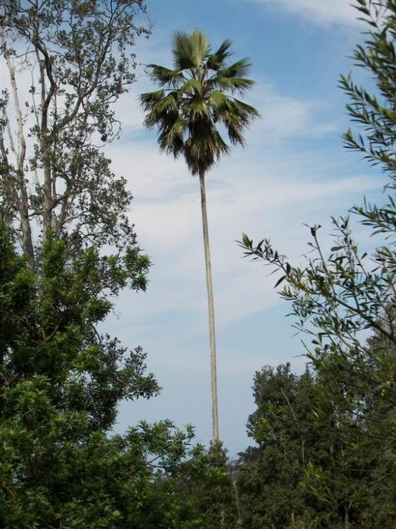 Pritchardia schattaueri in habitat 3-06.JPG