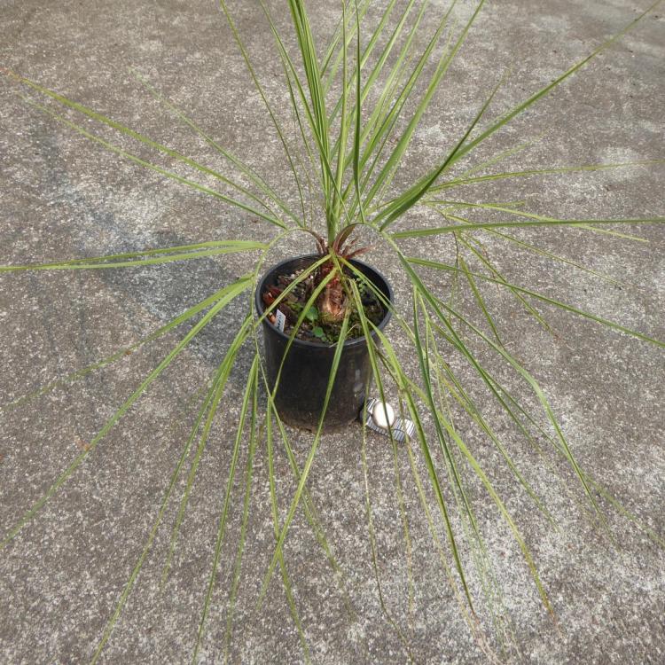 Butia archeri,  9-2017 (2).JPG