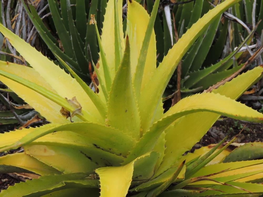 Hechtia huamelulaensis close up plant H.jpg