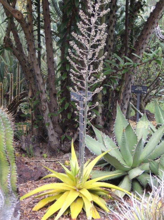 Hechtia huamelulaensis flowering again 4-16 H.jpg