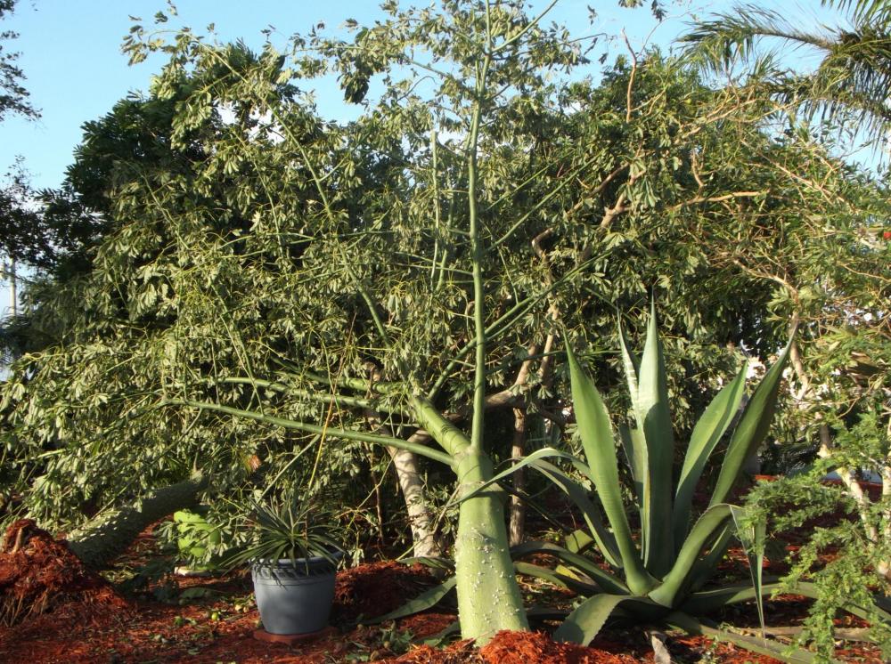 DSCF5404.thumb.JPG.7aab3b9182df539ac2bc2