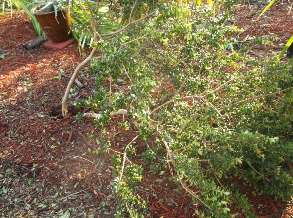 DSCF5406.thumb.JPG.89135feaabc9e9c59764f