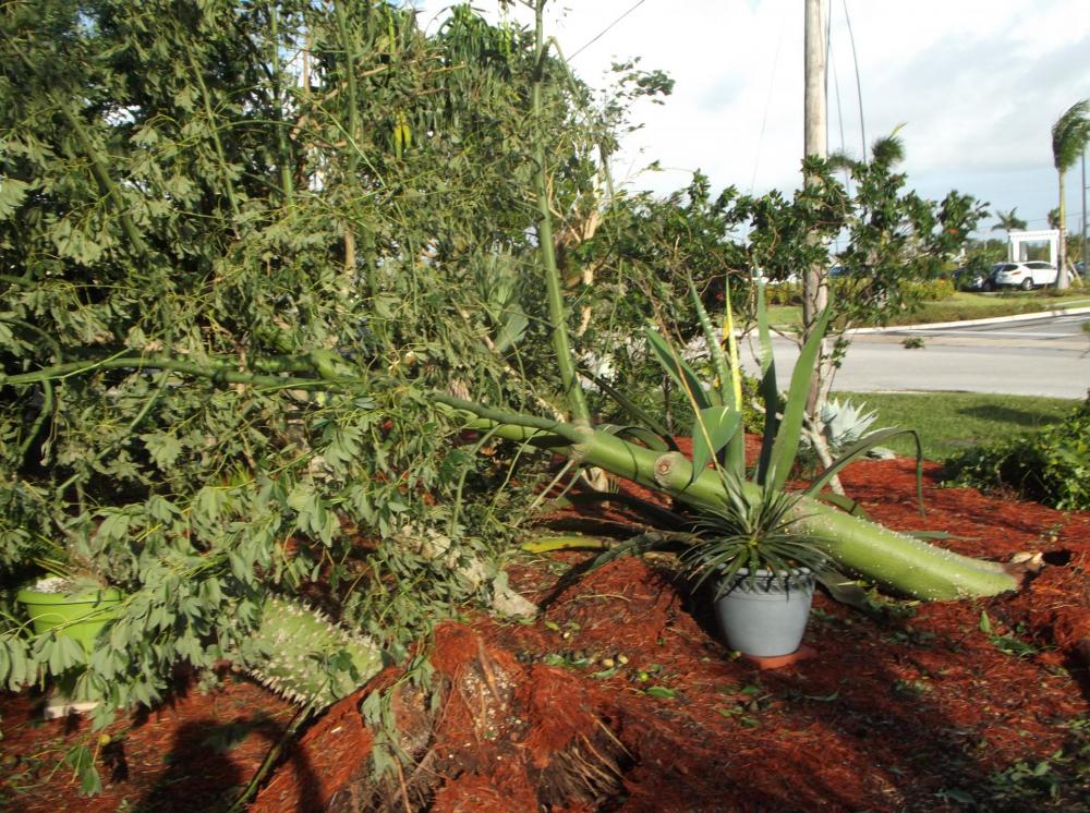 DSCF5408.thumb.JPG.116f4c5e489ec5b22f69f