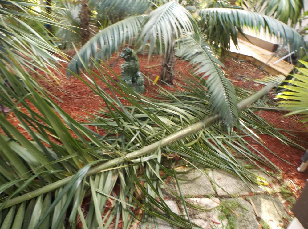 DSCF5456.thumb.JPG.c5d3caf8f8ab783af516e