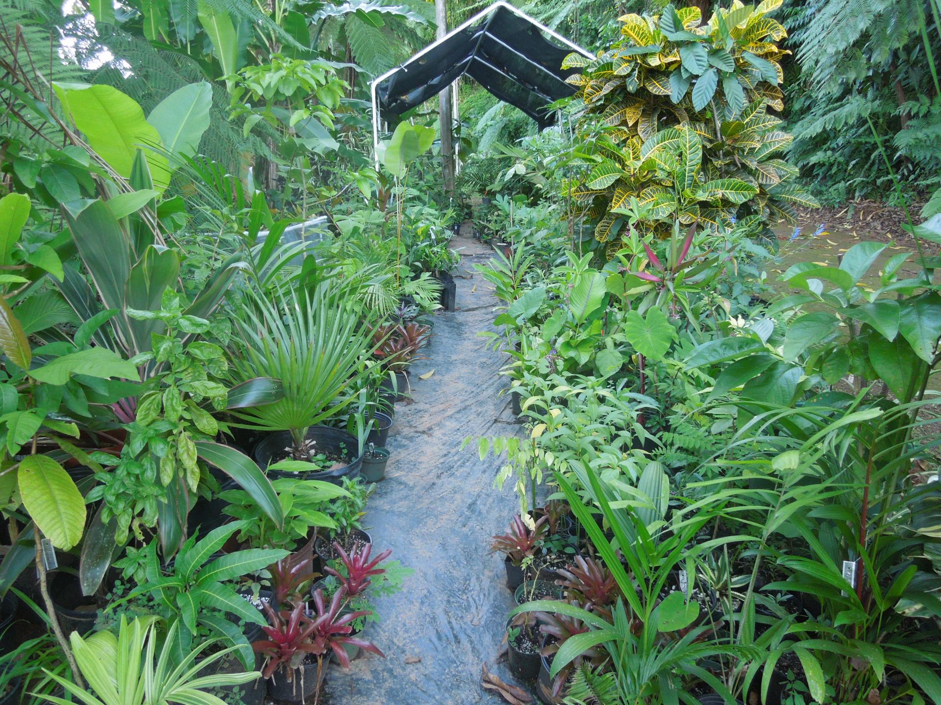 Protection of Potted Palms in Puerto Rico
