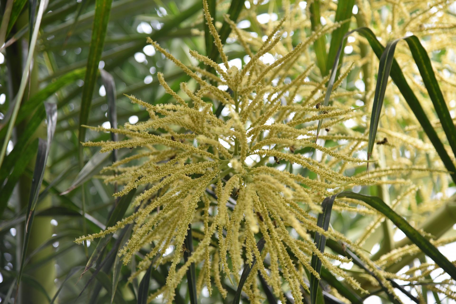 The Surprise Flowering DISCUSSING PALM TREES WORLDWIDE PalmTalk