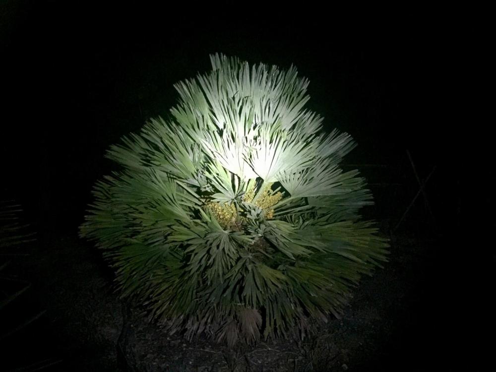 IMG_0846.thumb.JPG.ebd31deb4b5939323f3a3