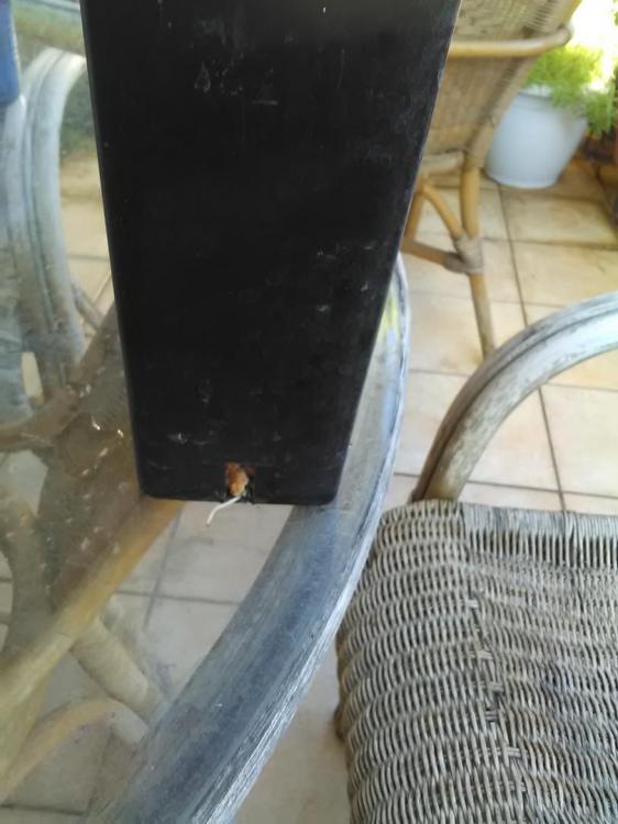 IMG_20170901_083247.thumb.jpg.5c47220f3b