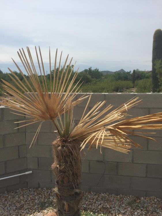 Windmill palm turns brown DISCUSSING PALM TREES WORLDWIDE PalmTalk