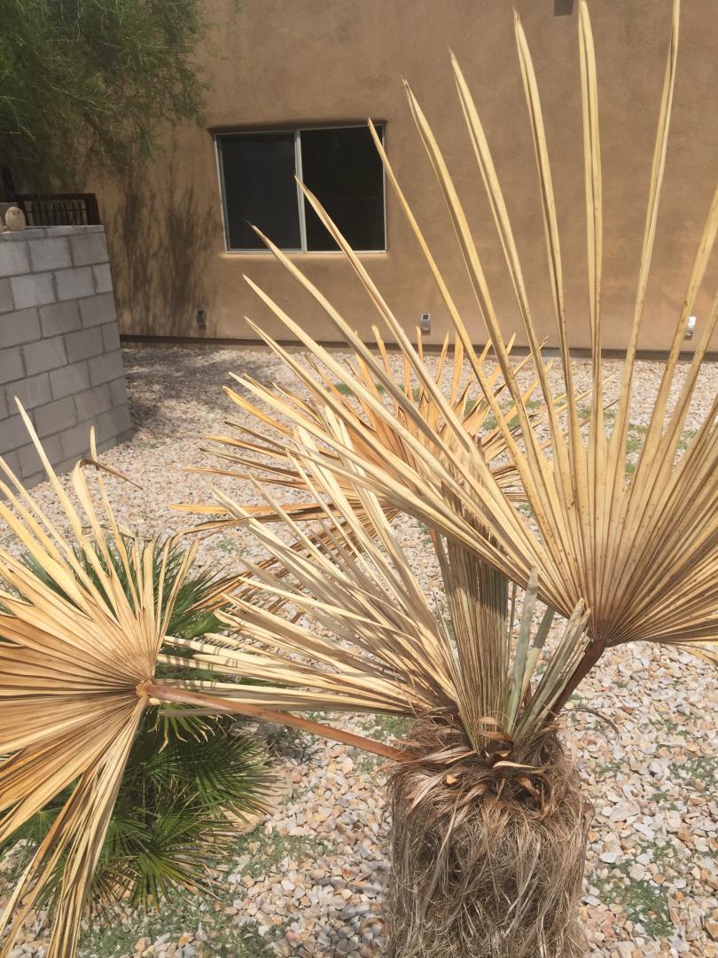Windmill palm turns brown DISCUSSING PALM TREES WORLDWIDE PalmTalk