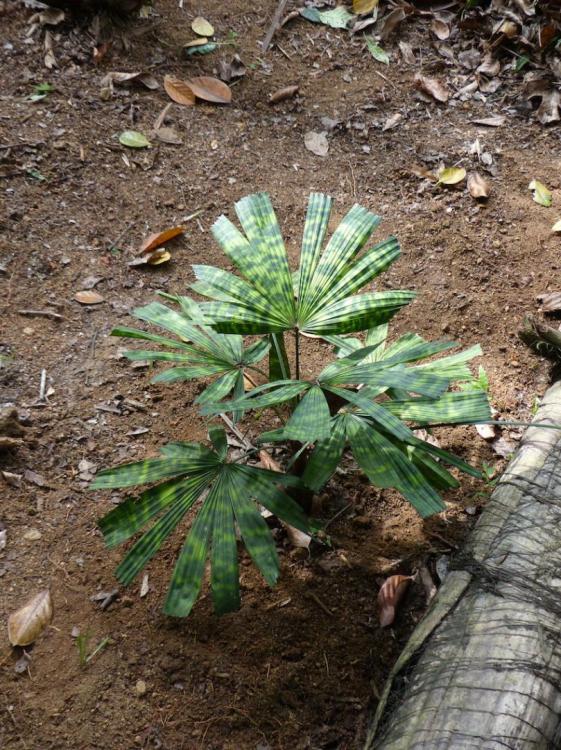 P1060603.thumb.JPG.b87b69ae66dd372f65277