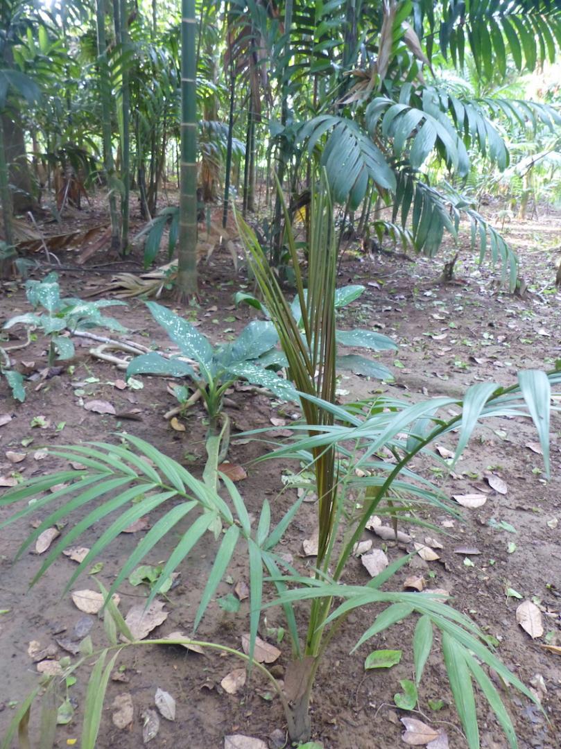 Heterospathe ???