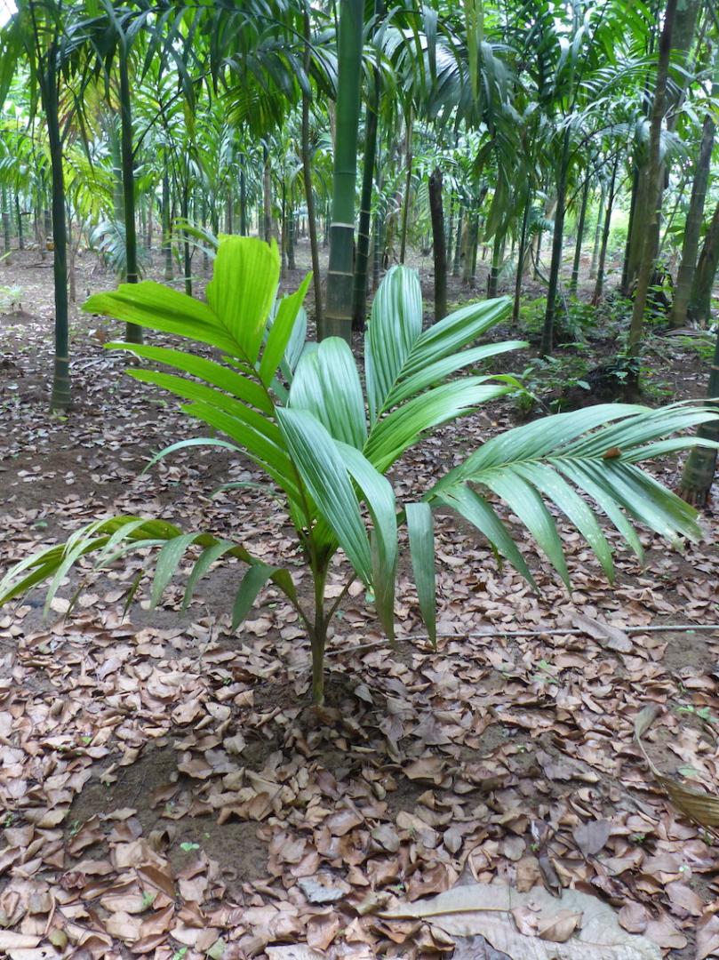 Areca macrocalyx in Puwakwatta
