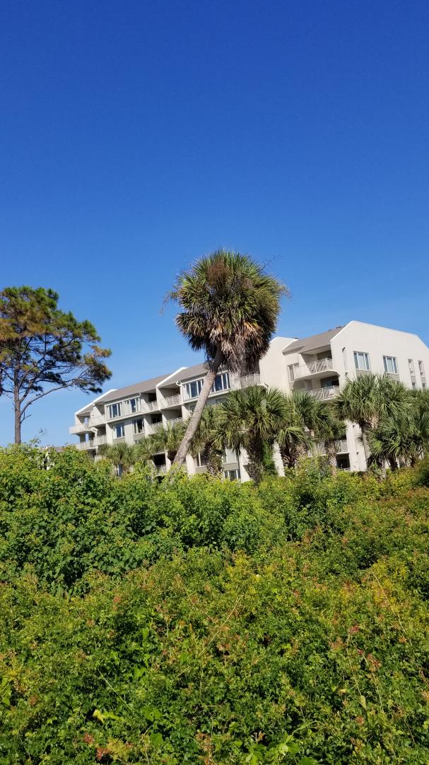 This Round of Hilton Head Palmettos and Other Palms