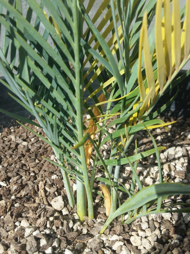 Two headed (someday) Macrozamia mcdonnelli !