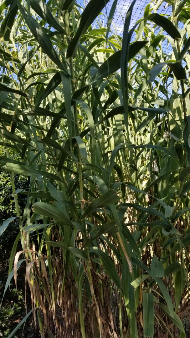 What Is This Grass?