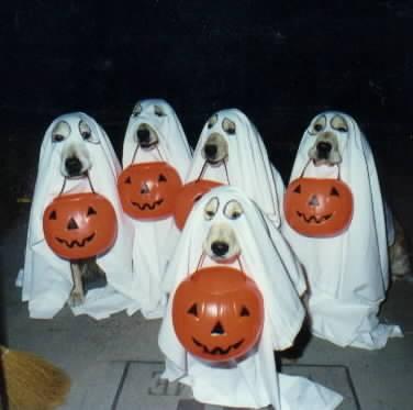 halloweendogs.jpg.33655cd1703de6b49204e3