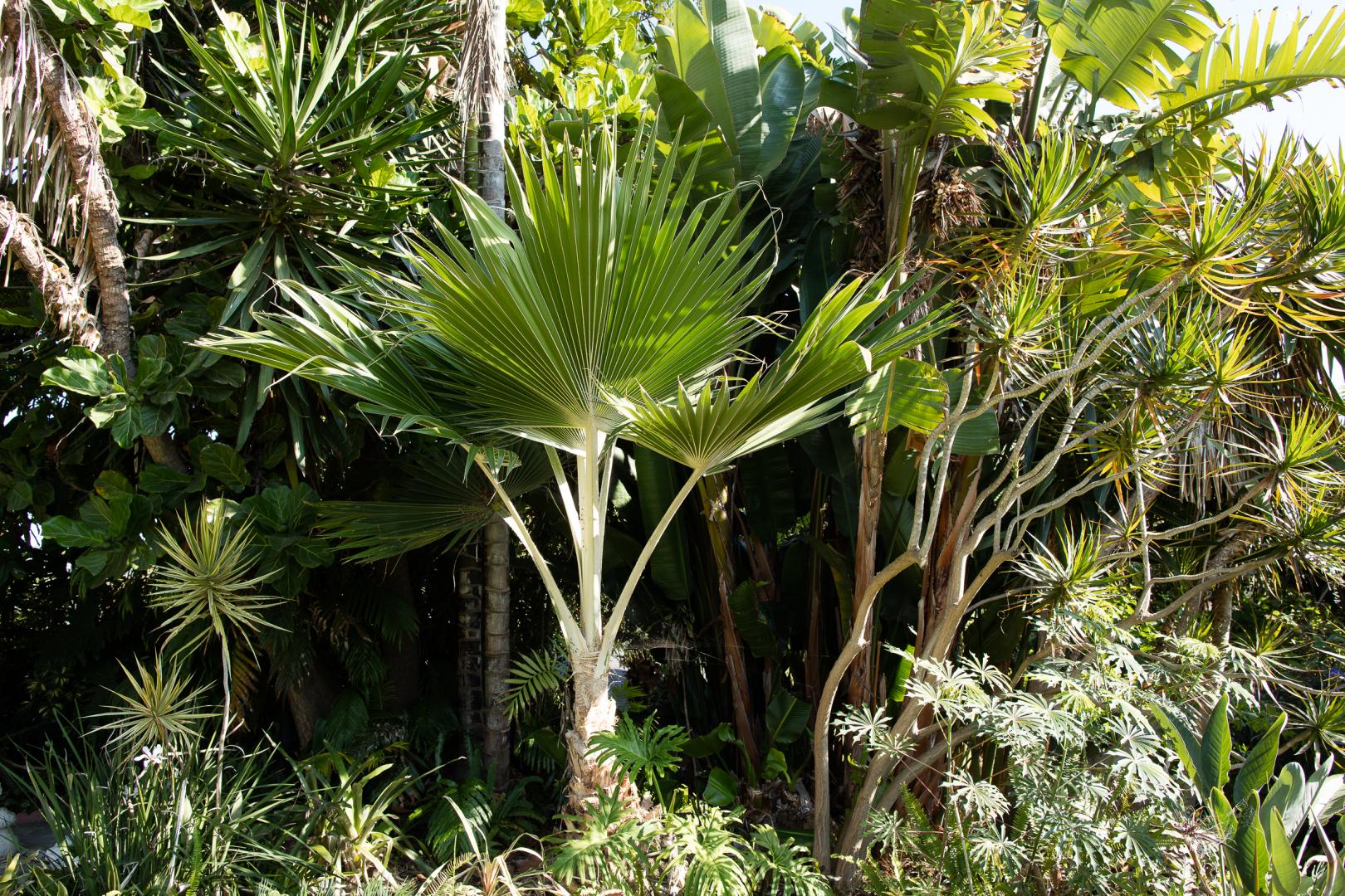 Pritchardia ID for a friend