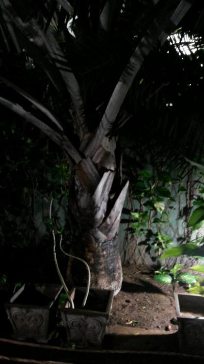 20171112_180150.thumb.jpg.b55a0e89b9461a