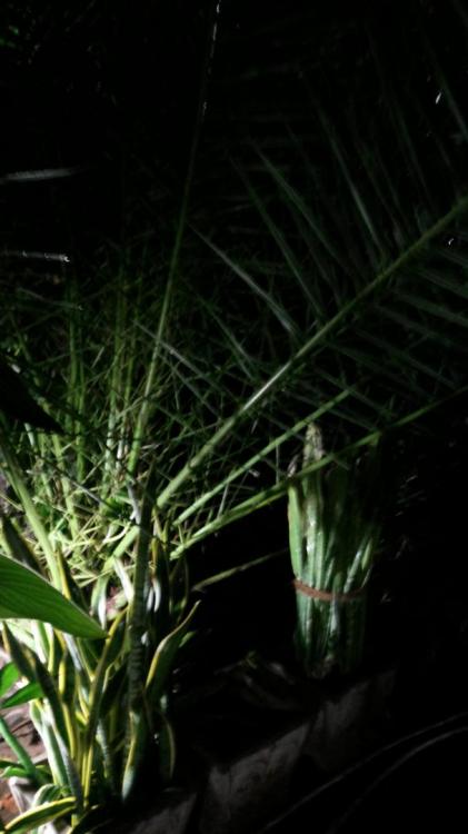 20171112_180225.thumb.jpg.8769af4a53a2d1