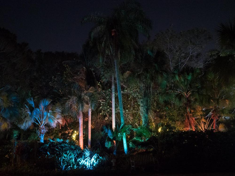 Heathcote palms w changing lights.jpg