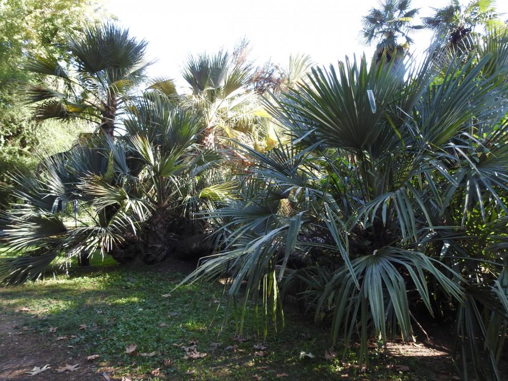 Nannorhops massive palm orto.jpg