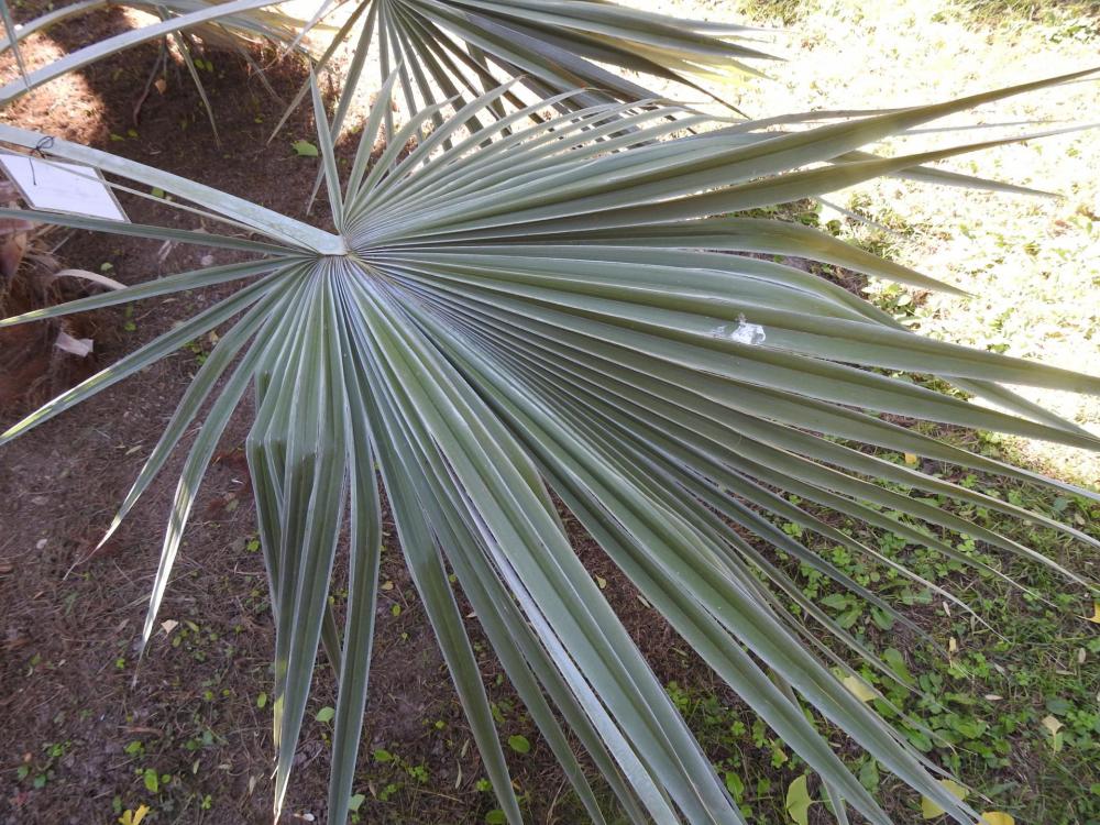 Trachycarpus princeps leaf 2 Orto.jpg