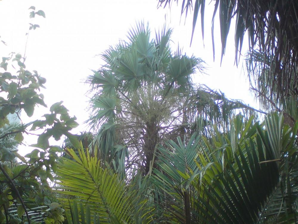5a154c88f3191_243.thumb.jpg.cba5166dd6c3
