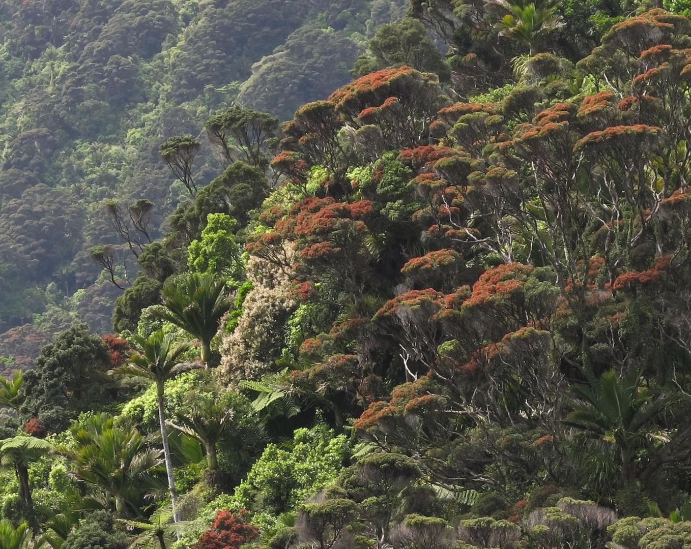 Nikau Jungle,Kahurangi National Park