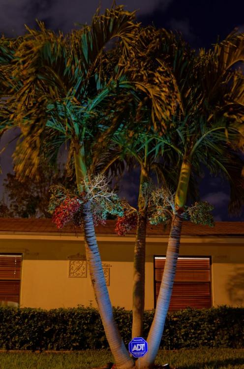 NKN_7065_DxOresample.thumb.jpg.ef45bbf63