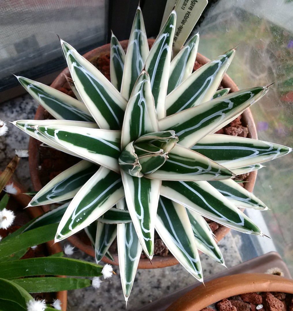 Agave Victoria Reginae - TROPICAL LOOKING PLANTS - Other Agave Victoria Reginae - TROPICAL LOOKING PLANTS - Other