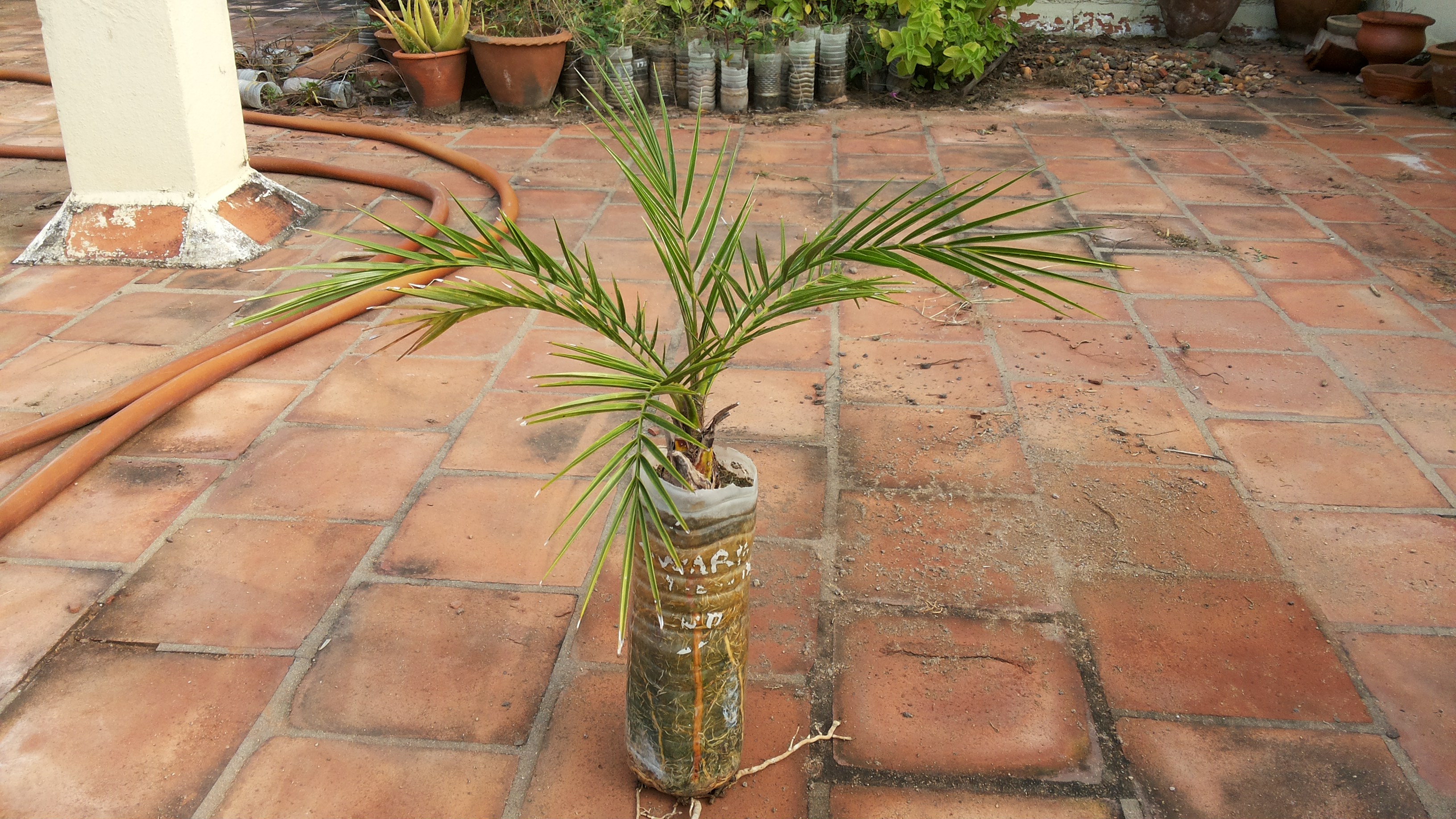 Phoenix Roebelenii Palm Repotting Work_Dec 2017