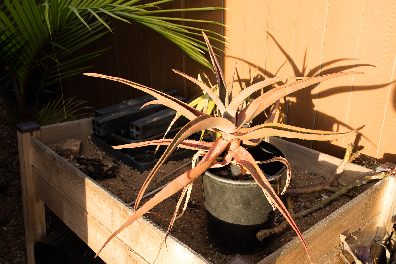 Aloe id