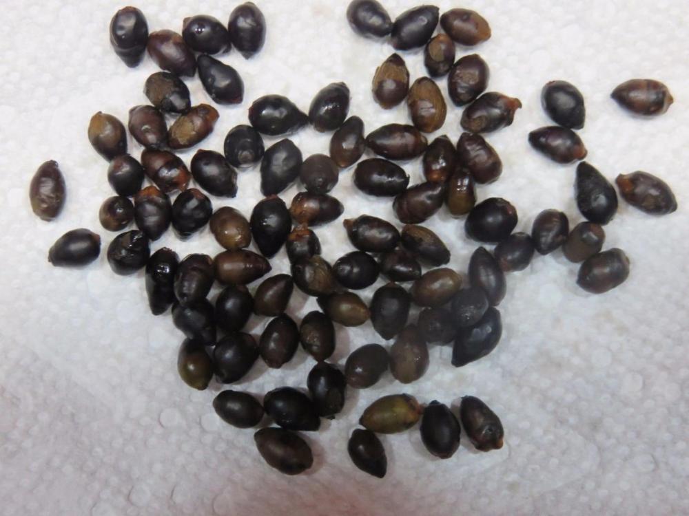 C.Renda seeds.jpg