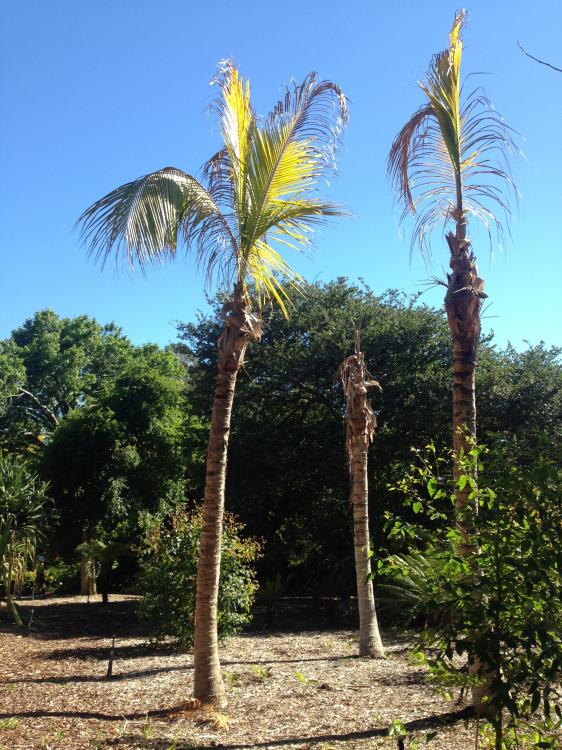 Sydney coconut palm.jpg