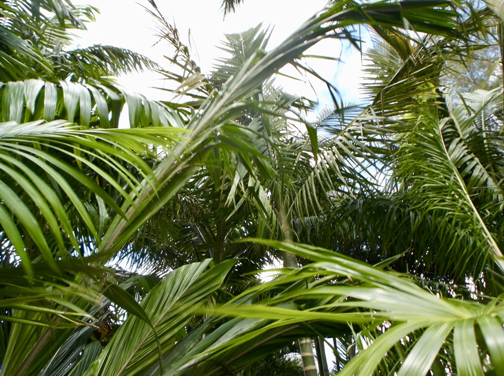 Elaeis guineensis Bifid Leaf: Per TJ Walter's Request