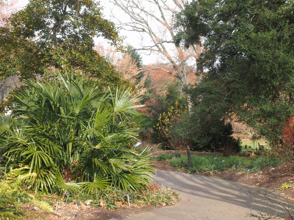 Rhapidophyllum hystrix at Lewis Ginter Botanical Garden (1 of 1).jpg