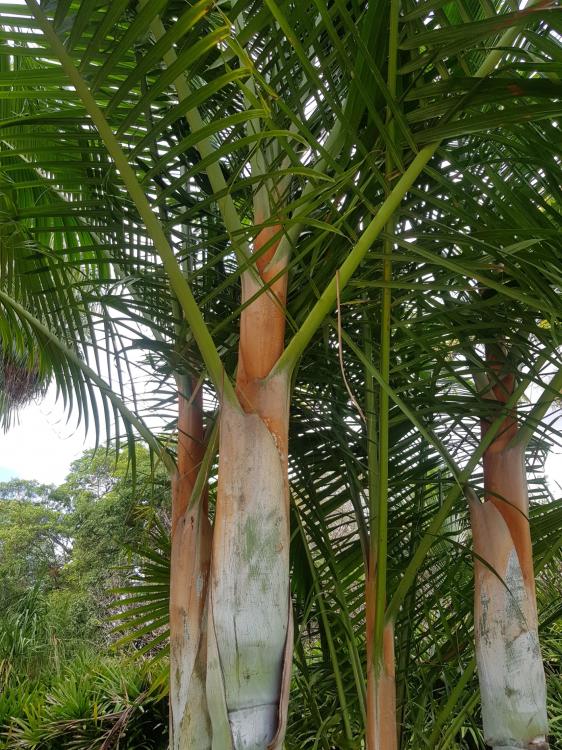 Dypsis cross.jpg