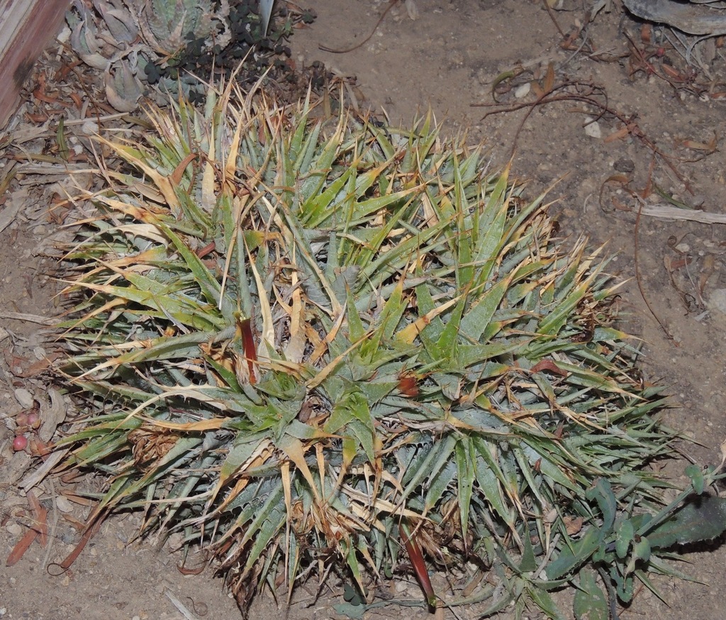 Deuterocohnia lottae flash flowering 6-17.jpg