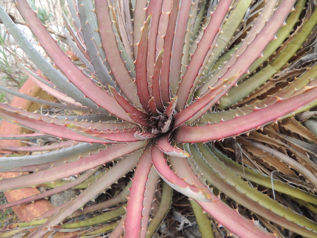 Dyckia rosette in pot 4-17.jpg