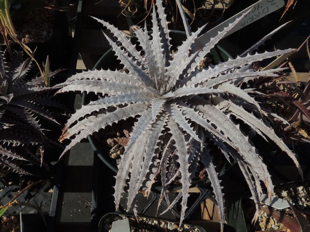 Dyckia Icicle Mine now 5-14.jpg