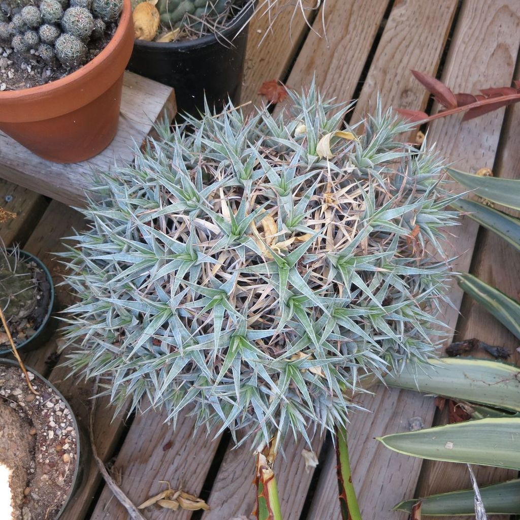 Deuterocohnia lorentziana update 10-12.jpg