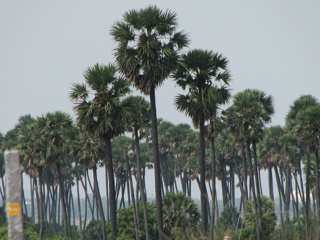 5a392f4817ca8_01B.FTREES_1410.jpg.4e2a64